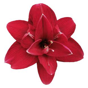 重瓣朱顶红闺秀 玫瑰红色种球 多年生