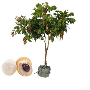 广西特大龙眼树苖四季龙眼树苗石硖储良桂圆苗盆栽地栽带土球带果