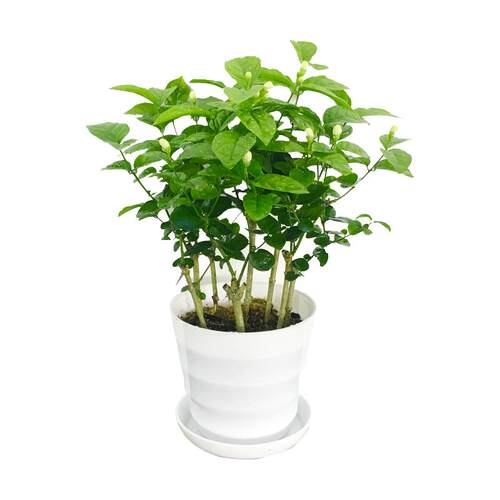 茉莉花盆栽带花苞虎头茉莉重瓣清香花苗植物阳台窗台多年生长绿植