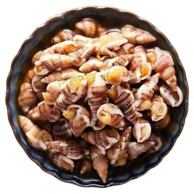 海瓜子鲜活新鲜冷冻海锥海瓜子熟冻海螺蛳海锥海螺贝类海鲜水产