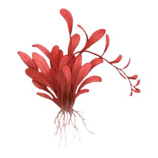 红宝石极乐鸟水草红色椒草稀有水草鱼缸沉木造景中后景水下叶植物