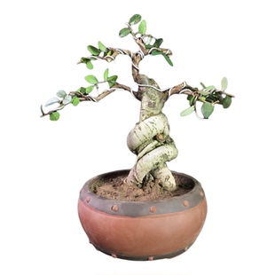 小叶榔榆盆景提根盆景小 榔榆小苗小品榆树盆景素材