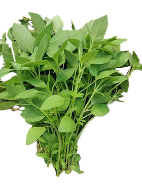 河南荆芥菜新鲜现摘农家特产蔬菜