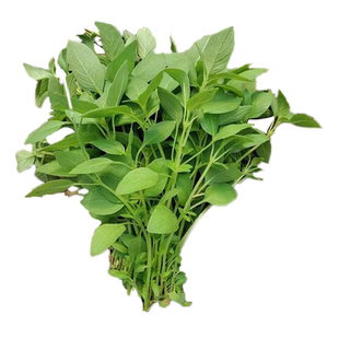 河南荆芥菜新鲜靳芥现摘大叶荆菜苗带根荆棘菜食用农家蔬菜特产