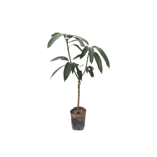 四季芒果大苗嫁接青芒果金煌芒桂七台农盆栽庭院芒果树苗当年结果