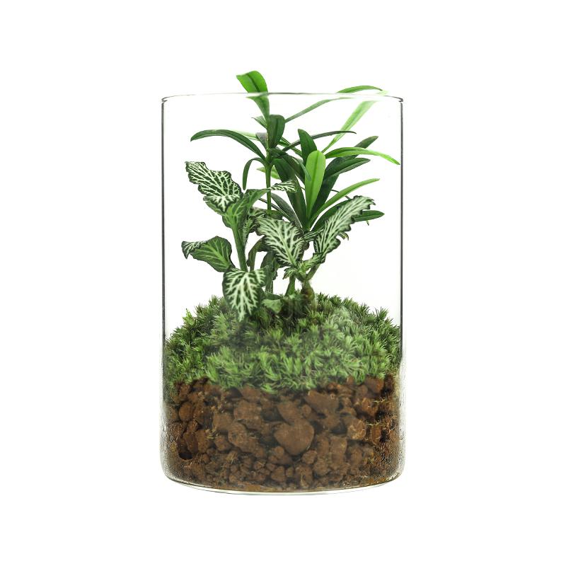 DIY趣味迷你桌面创意礼品苔藓