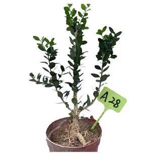 黄杨盆景 龙鳞黑珍珠黄杨苗 小叶皱皮雀舌黄杨树老桩珍珠黄杨盆栽