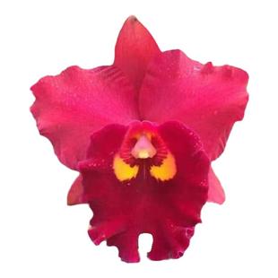 番茄雅韵堂Rlc. Chief Emperor'Red Tomatoes'红番茄卡特兰花浓香