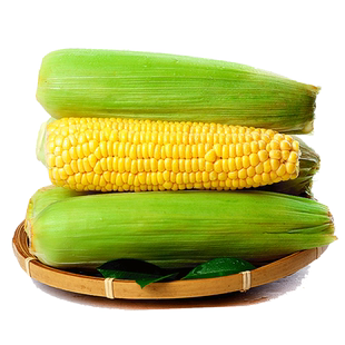 新鲜水果甜玉米9斤爆浆玉米包邮现摘苞谷嫩玉米棒子整箱代餐粗粮