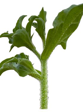 四季种植冰菜种子多年生保健蔬菜