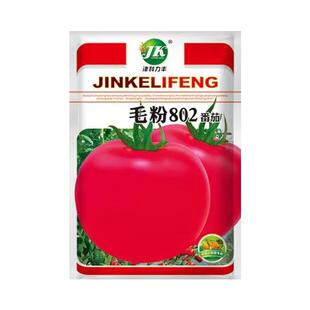 毛粉802番茄种子大果沙瓤老品种西红柿阳台盆栽庭院春季蔬菜种籽