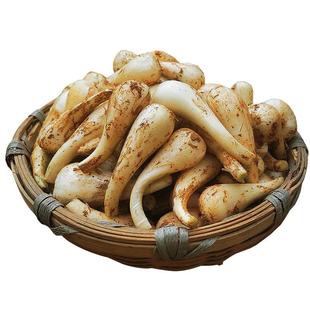 藠头 新鲜荞头农家新鲜蔬菜时令泡菜现挖现发去须小蒜茭头5斤包邮