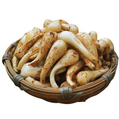 食主题精选藠头农家现挖现发