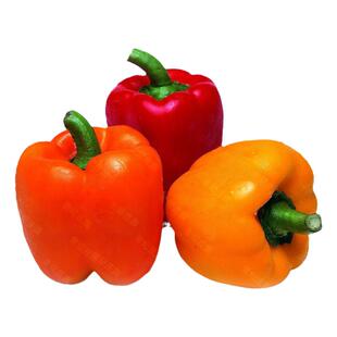 农家自留种巨型辣椒种子柿子椒彩色甜椒五彩椒超大红黄椒种子籽