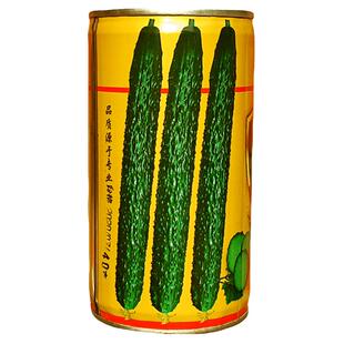夏青黄瓜种子新津研四号高产长春秋种籽菜农基地专用水果蔬菜种孑