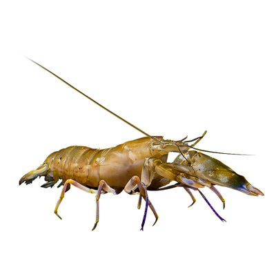 性感虾小丑虾海水观赏虾