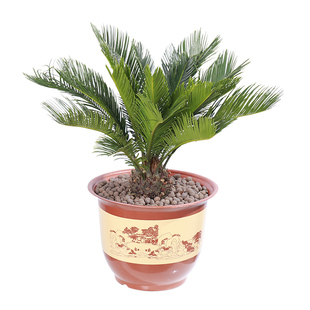 铁树苗铁树盆栽植物大型室外树苗室内门口两侧公母可水培小苗苏铁