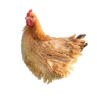 麒麟鸡翻毛鸡种蛋受精蛋可孵化鸡苗正宗倒毛卷毛土鸡种蛋品种纯正