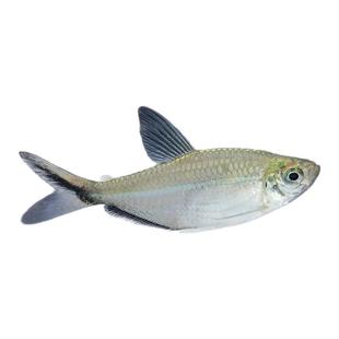 黑尾大勾鱼活体草缸群游灯科鱼淡水鱼苗小型热带鱼观赏鱼好养耐活