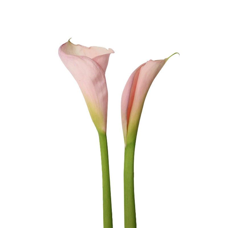 火烈鸟马蹄莲鲜花婚礼手捧花顺丰