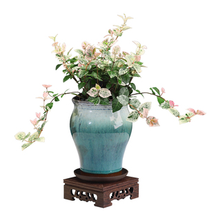 花叶络石四季五彩花卉盆栽彩络叶桌面阳台爬藤苗绿植庭院植物垂吊