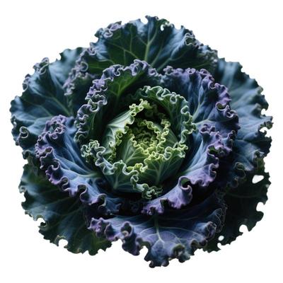 减肥神器羽衣甘蓝耐寒蔬菜种子