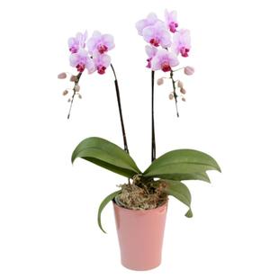 年宵花日本进口椎名sheena彩色蝴蝶兰桌面花卉室内客厅鲜花盆栽