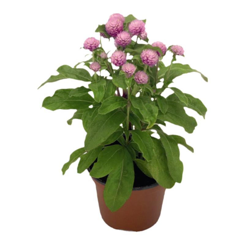 室外耐旱植物庭院绿化花种籽