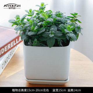 薄荷盆栽室内绿植办公室客厅桌面阳台好养植物迷迭香猫薄荷可食用