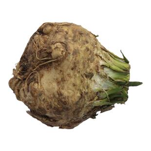 根芹种子芹菜苗种籽块芹洋芹阳台四季秋播盆栽庭院蔬菜菜籽种秧