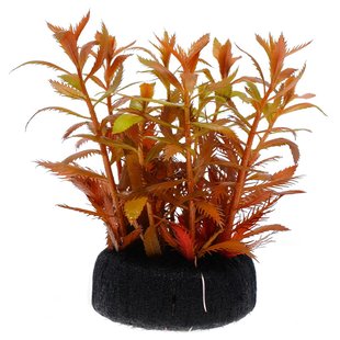 水草中景鱼缸草缸装饰造景后景坨草淡水活体植物水下叶定植红雨伞