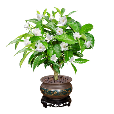 丁香花盆栽带花苞好养四季开花