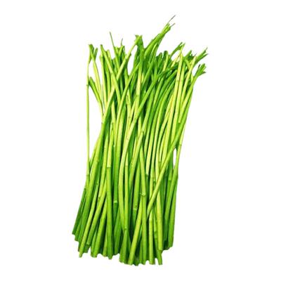 苏北农家自种芦蒿现摘去根去叶嫩