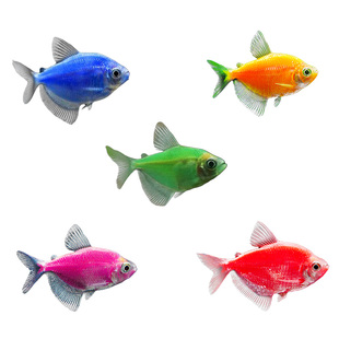 天使鱼七彩鱼柠檬青苹果红天使绿老虎大型热带金鱼观赏鱼好养耐活