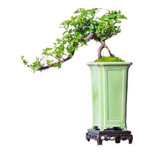 悬崖式老桩雀梅盆景飘枝造型盆栽室内中式茶室阳台乔迁送礼绿植物