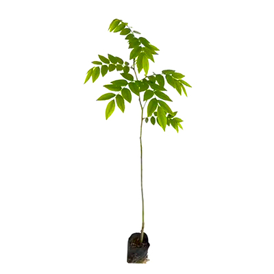 海南黄花梨树苗大树降香黄檀