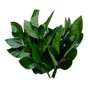 新鲜碌柚乔迁新居开运出狱沐浴带枝老树碌釉现摘沙田柚柚子叶水果