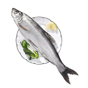 淡水鱼渔民捕获新鲜活水产现杀翘嘴鲌翘嘴鱼白鱼大白刁撅嘴鱼水产