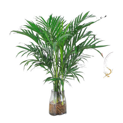 凤尾竹室内春季净化空气吸甲醛