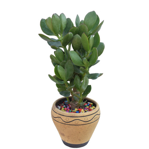 金枝玉叶大玉树室内盆栽 景天 多肉植物燕子掌 客厅绿植花卉盆景