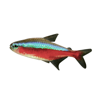 宝莲灯鱼红绿灯鱼小型热带淡水鱼灯科鱼群游鱼活体水族鱼苗观赏鱼