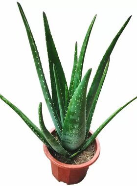 库拉索芦荟盆栽植物四季好养