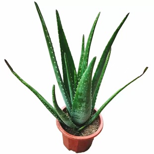 库拉索芦荟盆栽好美容芦荟植物食用芦荟绿植芦荟苗芦荟美容绿植