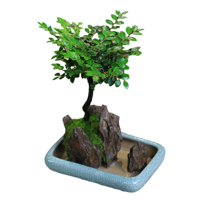 中式黑骨檀盆景桌面绿植易养护