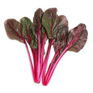 红根达菜 红梗菜种子红菠菜 马兰头 红叶甜菜 君达菜春夏季播四季