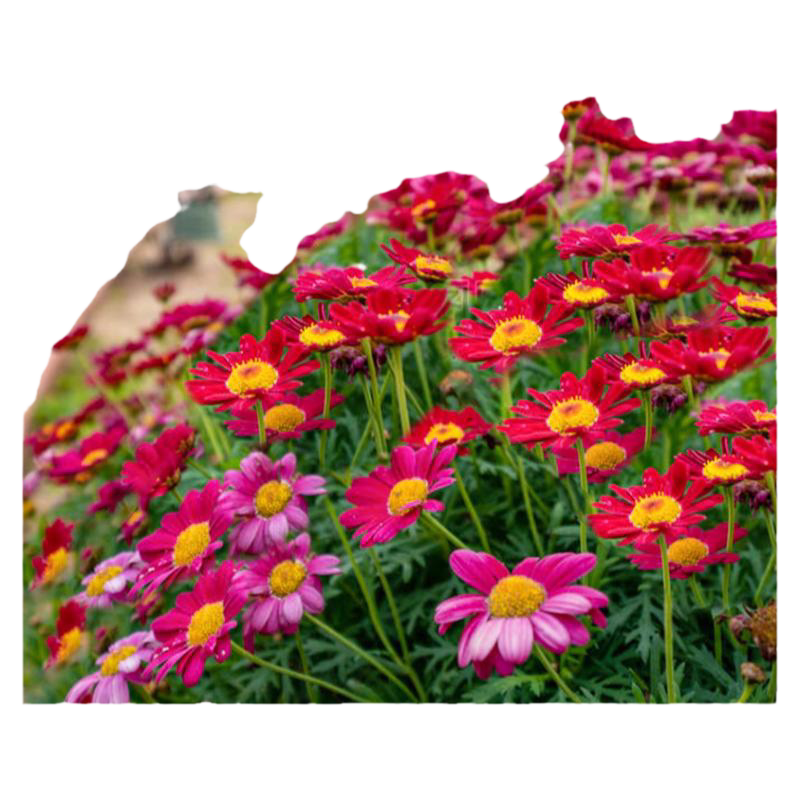 除虫菊种子小雏菊花种籽室内阳台驱蚊草花卉种孑种植四季播种开花