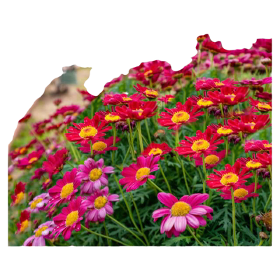 除虫菊花种子四季播种开花好养活