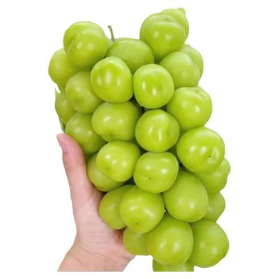 上海马陆葡萄特级香印晴王6斤装