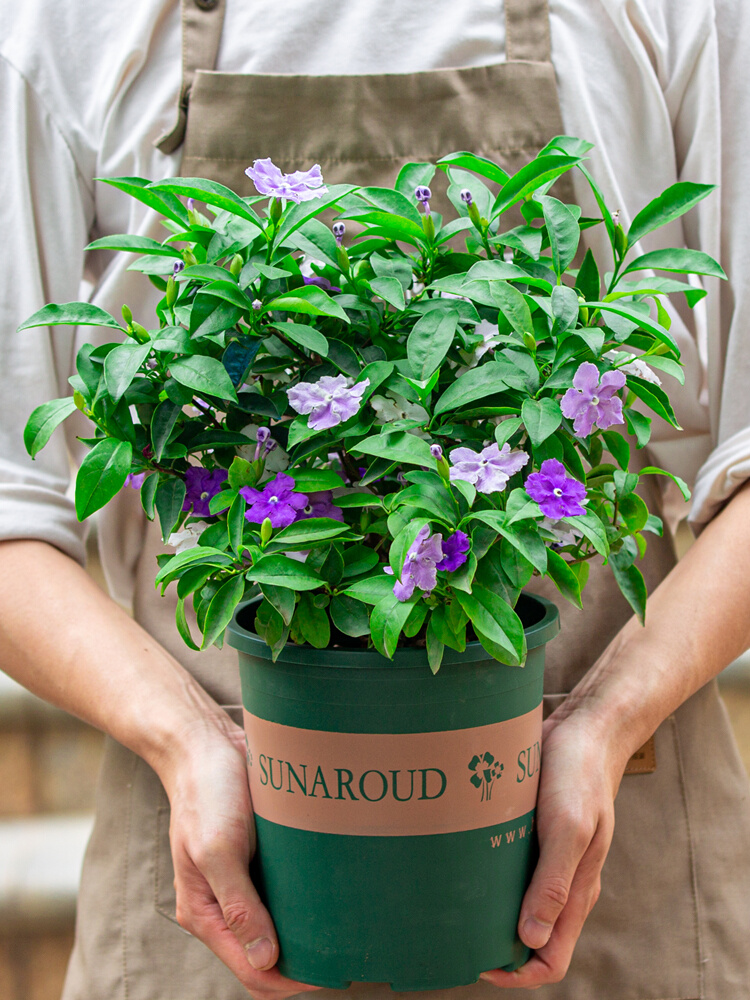 双色茉莉花盆栽室外庭院绿植室内阳台四季开花好养植物老桩花卉s