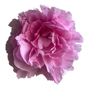 【限时抢购】山东重瓣芍药鲜花水养插花牡丹鲜切花束菏泽基地直发